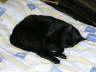 Balou Bett 08 2005