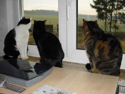 Balou Fensterw�chter 02