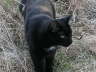Balou Natur 03 2003 06