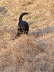 Balou Natur 03 2003 10