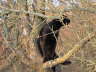 Balou Natur 03 2003 18