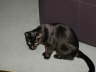 Balou Sessel 1