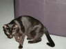 Balou Sessel 2