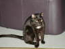 Balou Sessel 5