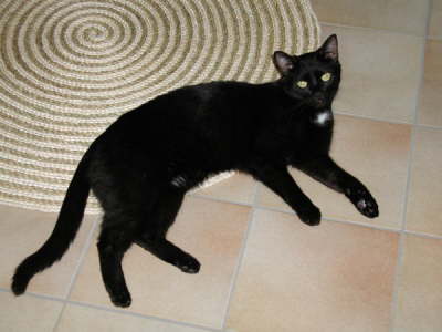 Balou Teppich 1