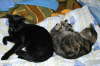 Balou + Gipsy Bett 08 2005