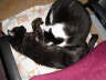 Balou + Nemo Bett 02