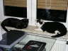 Balou + Nemo Fenster