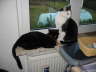 Balou + Nemo am Fenster