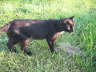 Balou draußen 03