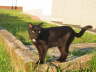 Balou draußen 07