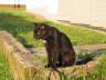 Balou draußen 08