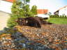 Balou draußen 11