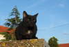 Balou draußen 16