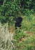 Balou garten 04