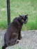 Balou im Garten 01