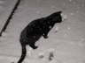 Balou neige 2