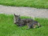 Candy 06-2006 06