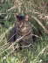 Candy_0901_Gras