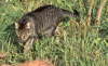 Candy_0901_walking