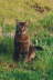 Candy Bastet