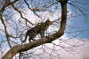 Candy_Baum