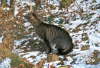 Candy_Pirsch_Schnee