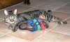 Candy_Schuh2