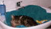 Candy_Waschbecken