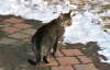 Candy_Weg_stehend_Schnee