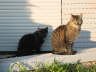 Candy + Balou drau�en