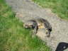 Candy im Garten 02