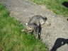 Candy im Garten 03