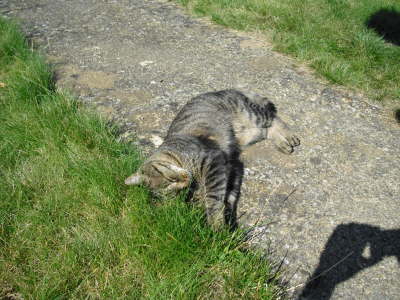 Candy im Garten 03