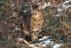 Candy_sitzend_Schnee
