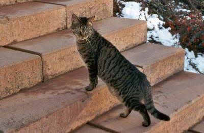 Candy_stehend_Treppe_Schnee