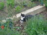 Carlos Erster Freigang Juni 2011 03 Mail