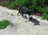 Carlos im Garten 04