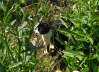 Carlos im Garten 06