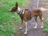 Feli Sparziergang 04