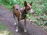 Feli Sparziergang 06