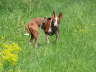 Feli Sparziergang 08