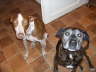 Feli + Daisy