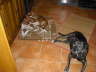 Feli + Daisy 02