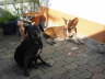 Feli + Daisy 05