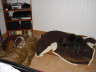 Feli + Daisy 06