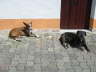 Feli + Daisy 07