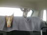 Feli + Ringo im Auto