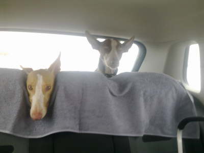 Feli + Ringo im Auto