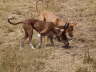 Feli + Ringo im Feld 02